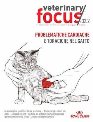 Problematiche cardiache e toraciche nel gatto